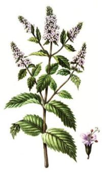 МЯТА ПЕРЕЧНАЯ (Mentha piperita)