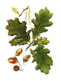 ДУБ ЧЕРЕШЧАТЫЙ ОБЫКНОВЕННЫЙ (Quercus robus)