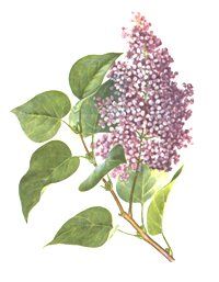 СИРЕНЬ ОБЫКНОВЕННАЯ (Syringa vulgaris)