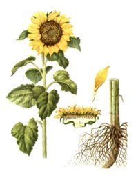 ПОДСОЛНЕЧНИК (Helianthus) - Семечки Подсолнуха