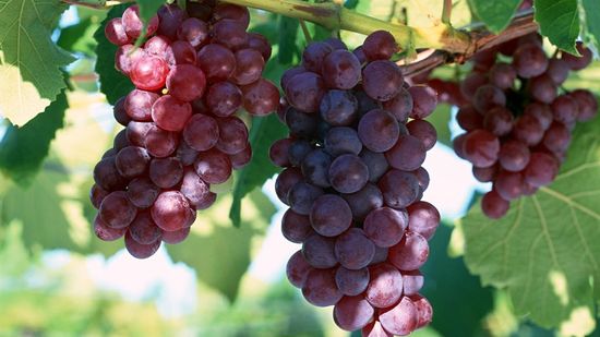 Бесплатный диетолог виноград. Виноградная диета